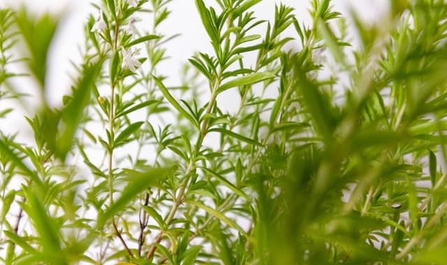 eau de pluie jardin plantes médicinales