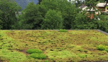 Les avantages écologiques et esthétiques du toit plat végétalisé